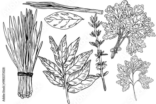 Black and white vector illustration set of kitchen herbs in engraving style. Chives, bay, thyme, parsley, lemongrass on white background. Great for farm labels, recipe books, and kitchen decor