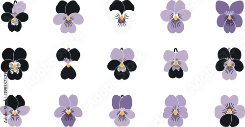 Collection of flat pansy flower in purple black and white floral nature botanical