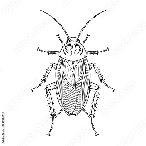 Black and white illustration of a cockroach with detailed linework for a clean, modern design