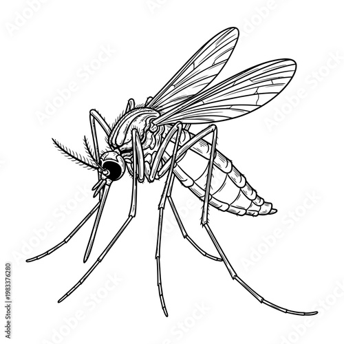 An illustration of a mosquito, a flying insect known for its bite and potential to transmit diseases, depicted in a detailed black and white drawing