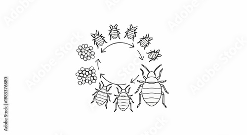 Diagram illustrating the life cycle of a common insect, from eggs to adult