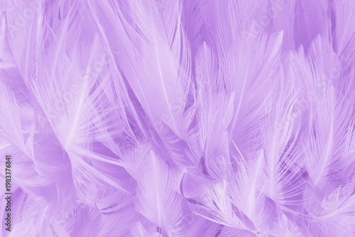 Purple pastel color bird feather pattern texture for background and design.