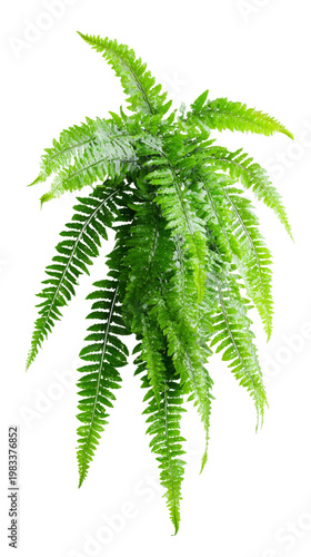 Bushy hanging fern plant with dense green foliage isolated on transparent background for textures.