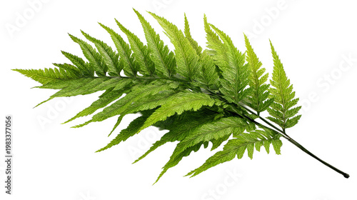 Large green fern leaf branch with intricate texture isolated on transparent background png graphic.