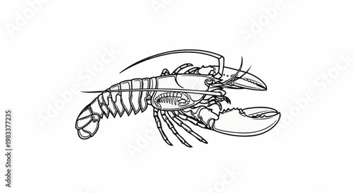 Detailed black and white line drawing of a lobster's anatomy