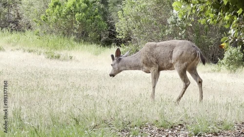 Three mule deer bucks scratch and stand in a field
