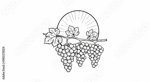 Delicate vine with ripening grapes and sunburst design
