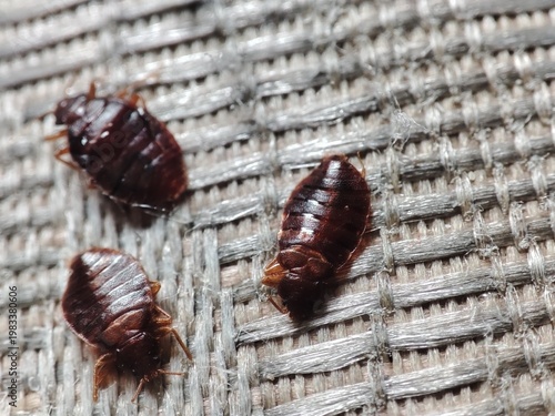 Macroshoot of Bedbug, Cimex lectularius crawling on bed. Disgusting blood-sucking insects
