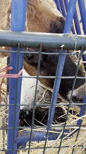 Cow eats hay in an enclosure closeup
