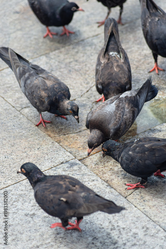 Pigeons eating in the square