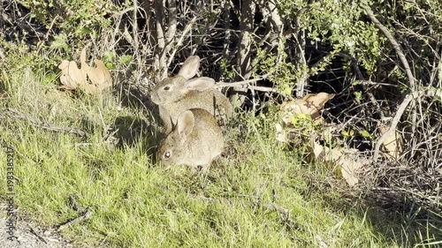 Brown rabbits, one with a cloudy eye, on a winter morning