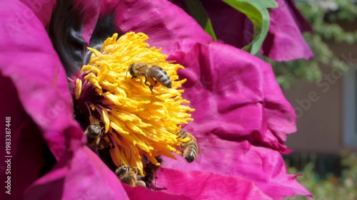 Large purple peony blooms brightly with bees hovering nearby. Golden center draws insects collecting nectar, showcasing connection between vibrant flora and pollinators