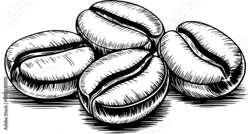 Hand-drawn of coffee beans with a vintage style a white background, food drink