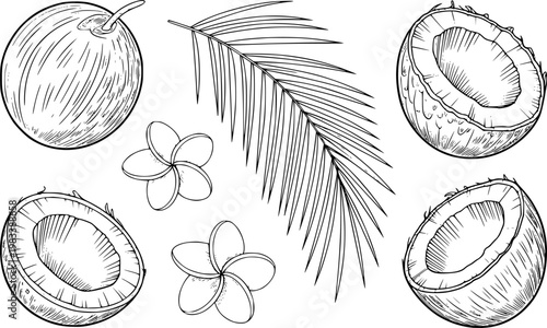 Hand-drawn tropical coconut, palm leaf, and plumeria flower white background frond