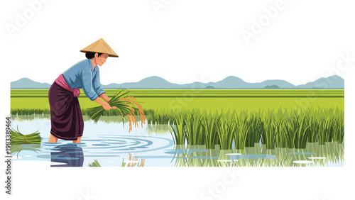 Woman wearing a traditional conical hat while harvesting green rice plants in a lush paddy field with mountains behind.