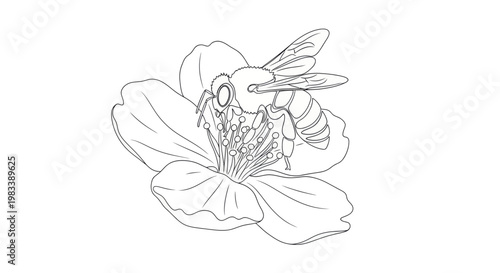 Detailed line drawing of a bee collecting nectar from a flower