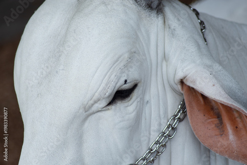 Detail of a Nelore Cattle Eye