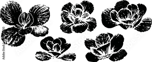 Black and white vintage botanical illustration of different flower varieties in bloom