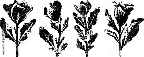 black and white botanical illustrations of four wildflowers with detailed leaves and petals