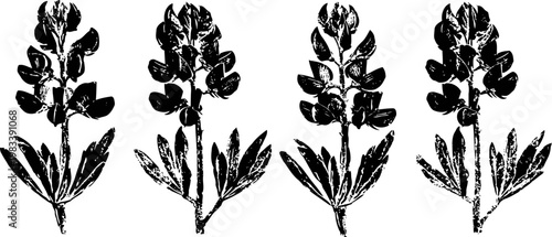 set of four black and white isolated lupine flowers with leaves, botanical vintage illustrations