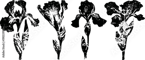 black and white floral silhouettes of iris flowers in four different positions isolated on white