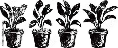 Four potted houseplants with leafy branches in black and white vintage illustration