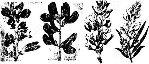 four black ink botanical leaf and branch illustrations with varied shapes and textures