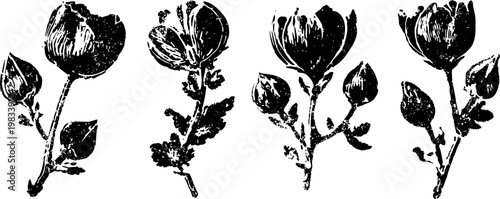 black and white floral hand drawn rose illustrations with leaves and buds