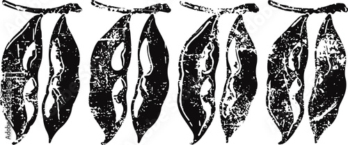 Monochrome vintage illustration of pea pods in a row with beans inside