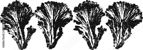 hand drawn romaine lettuce leaves vector set vintage botanical illustration of fresh salad greens