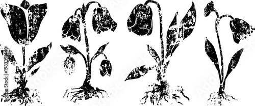 black and white hand drawn botanical illustrations of four different tulip flowers with roots