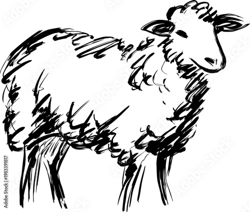 Black ink sketch of a fluffy sheep standing sideways with textured wool and detailed face