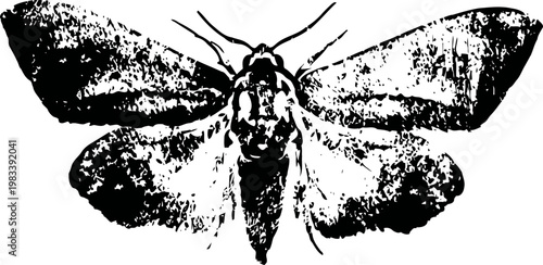 Black ink illustration of a moth with spread wings, detailed vintage entomology drawing