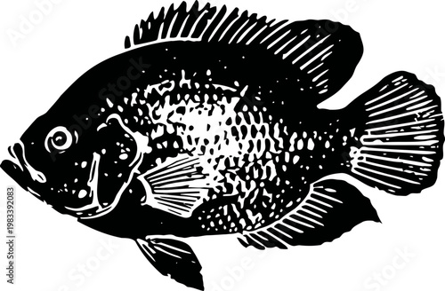 Illustration of a freshwater sunfish with detailed fins and scales in black and white