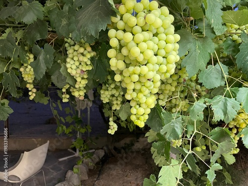 Image of ripe green grapes ...