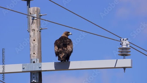 Golden Eagle sitting on a power pole as it poops.