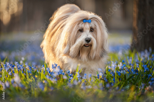 Foto Tibetan Terrier Dog with Blue Bow in Spring Flowers