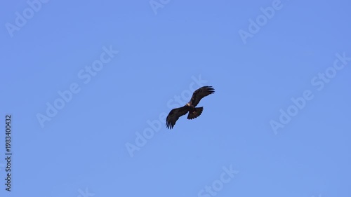 Golden Eagle flying against a blue sky in slow motion as raven flies past.