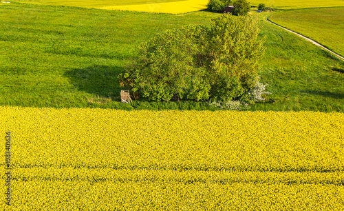 Bird's-eye view of flowering rapeseed fields in the Lower Taunus region