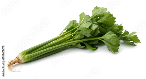 Fresh bunch of green parsley herb.