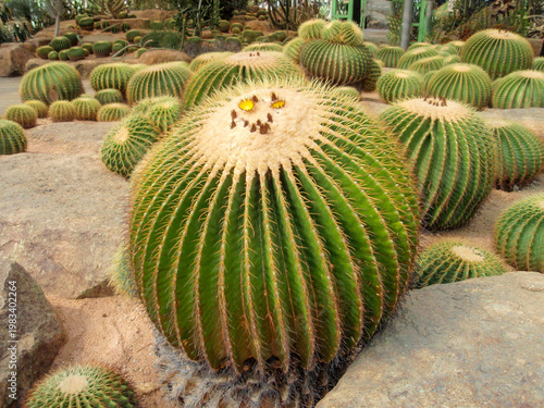 A huge prickly cactus begins to bloom in a tropical greenhouse