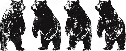 vintage bear illustrations four hand drawn bears standing, side view sketch art wildlife animal engraving set in black and white