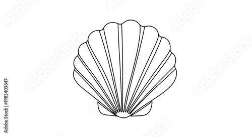 Stylized outline of a seashell with radiating lines on a white background