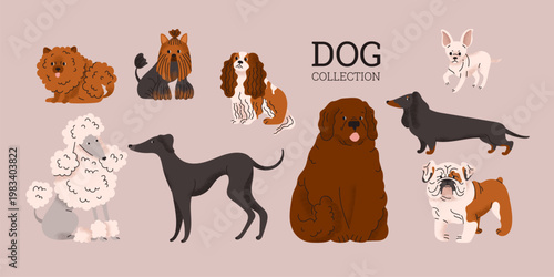 Quadro su tela Collection of different dog breeds