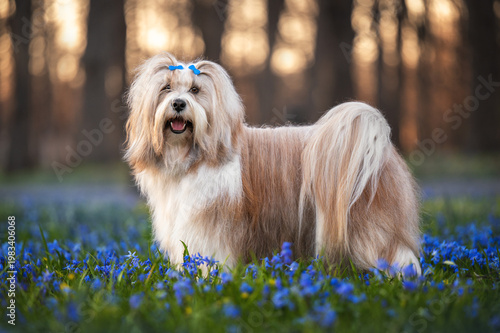 Foto Tibetan Terrier Dog with Blue Bows in Spring Flowers