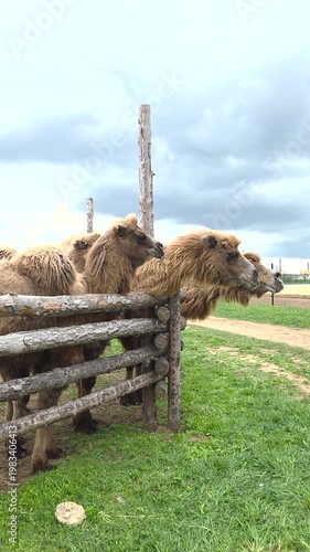 Bactrian camels on a private farm behind a fence