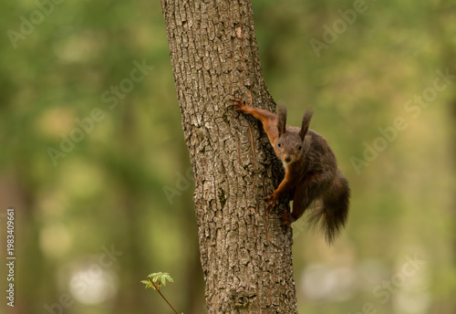 Adorable red squirrel (Sciurus vulgaris) enjoying nuts and playing in the park