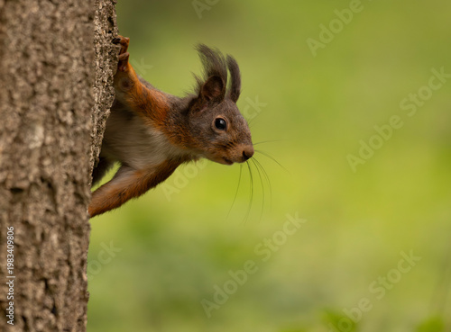 Adorable red squirrel (Sciurus vulgaris) enjoying nuts and playing in the park
