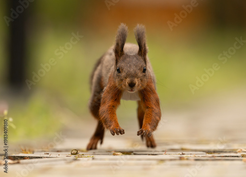 Adorable red squirrel (Sciurus vulgaris) enjoying nuts and playing in the park