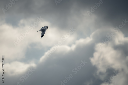 seagull in the sky
